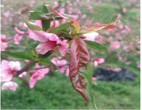 1513328878754236HWm3.jpg 圖片67.jpg