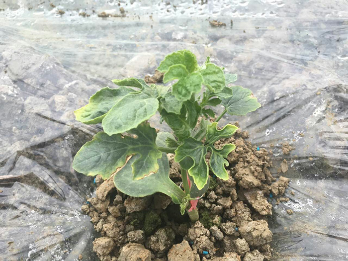 1513329393989804fKC0.jpg 圖片84.jpg