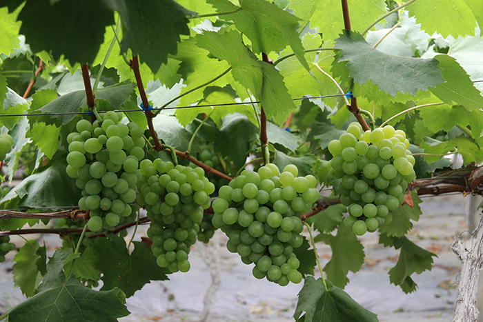 1513330035184216JyPY.jpg 圖片85.jpg