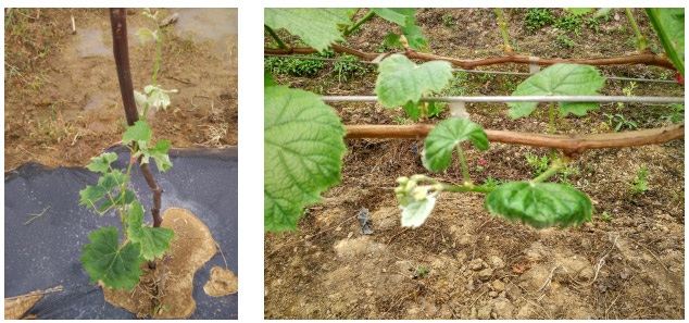 1513330057766186TV6F.jpg TIM截圖20171215172305.jpg