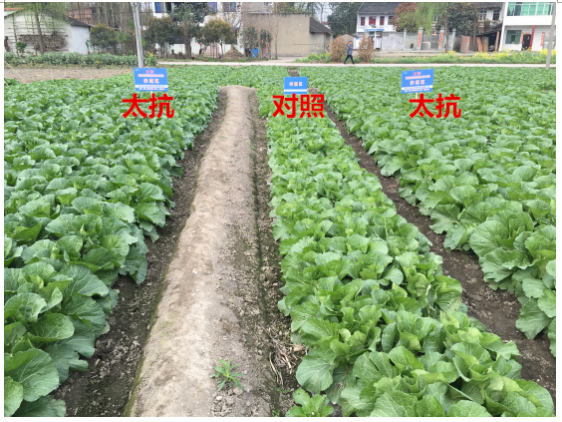 15133333214613085XFJ.png blob.png