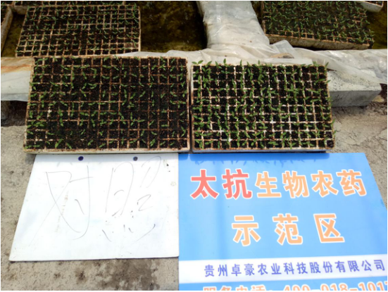 1515668250361028PEfB.png blob.png