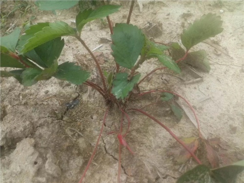 1530084615915599V3hF.png 圖片1.png