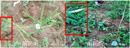 1531280644960034BATE.png 圖片3.png