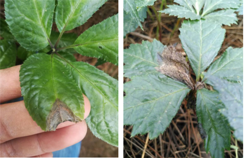 15312915978775061mUw.png 圖片1.png