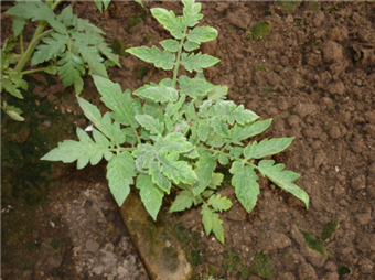 1536286745747858EbV5.png 圖片3.png