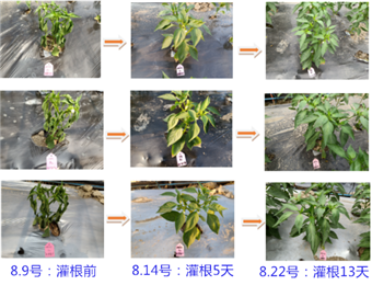 1536627804444692cht3.png 圖片4.png