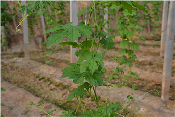 1539162033916814OkXy.png 圖片7.png