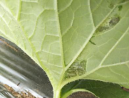 1544755363743657YLsk.png 圖片2.png