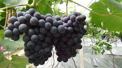 15542730847227278qNc.png 圖片2_副本.png