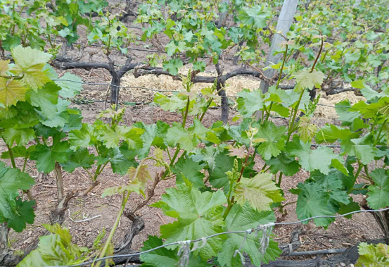 1554273158790103gRou.png 圖片6.png