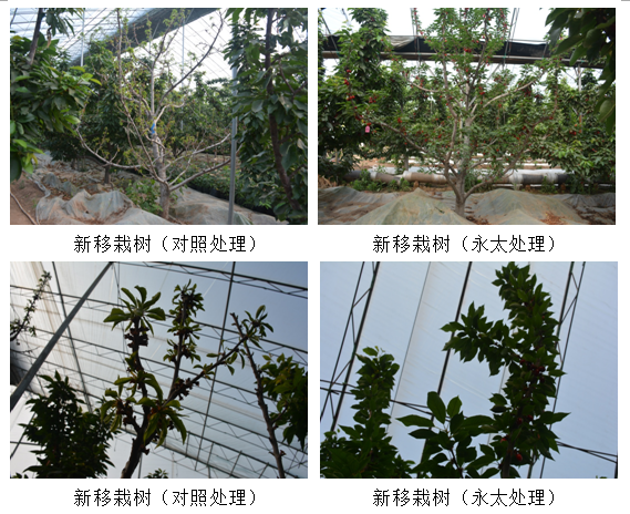 1555054289390849tzft.png 圖片9.png