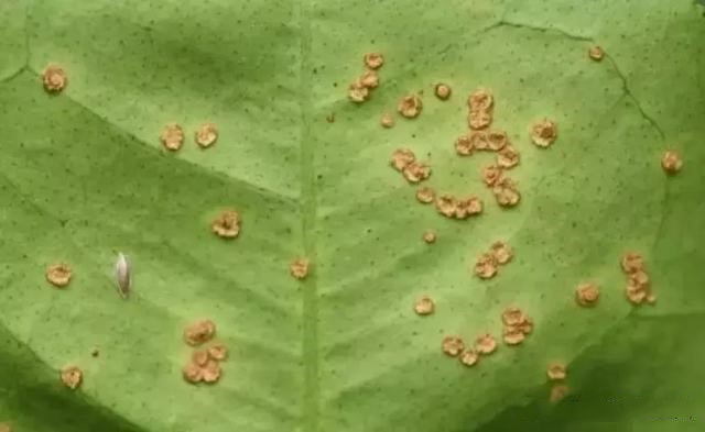 1557820509861533zILM.png 圖片3.png