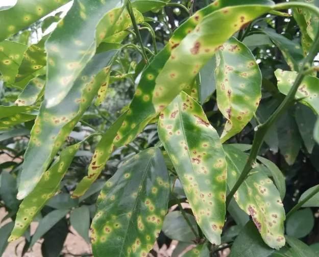 1557820548478448owp0.png 圖片5.png