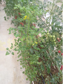 1574818882569925MukH.png blob.png