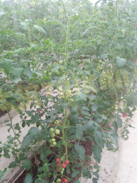 1574818895439676v9n8.png blob.png